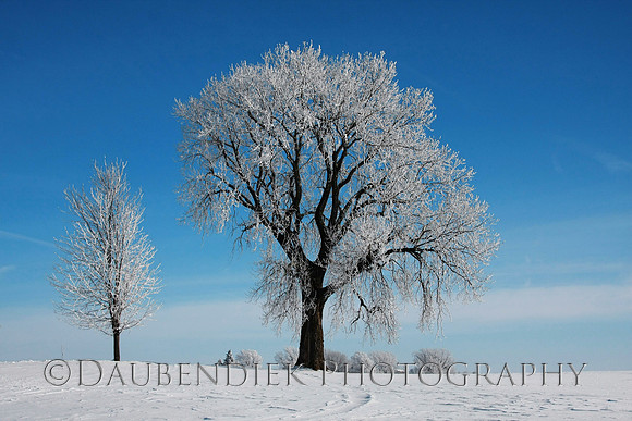 Winter's Frost