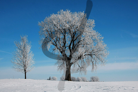 Winter's Frost