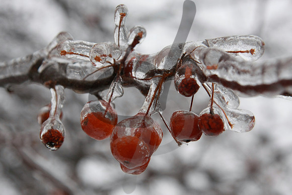 Frosty
