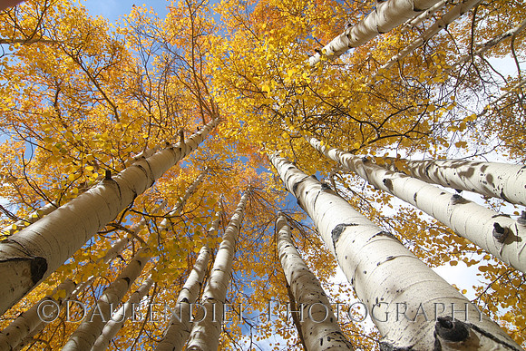 Aspens Up in the Air